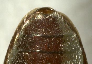 Media type: image;   Entomology 2707 Aspect: anal sclerite